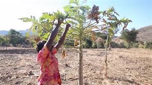 Clown chavala,the pioneering founder and the king of christian stand up comedy in tanzania!! Neema Chavala Mwenye Uwezo Tazama Skills Udambwi Udambwi Wa Bwalya Uwezo Mkubwa Alikuwa Na Uwezo Wa Kumwita Malaika Kumi Na Wawili Wa Malaika Kumwokoa Wakati Wa Majaribio Yake Ikiwa Inahitajika