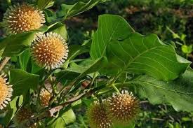 Image result for Mitragyna stipulosa