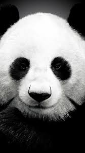 Panda wallpapers for your pc, android device, iphone or tablet pc. Galaxy Cool Panda Wallpaper Novocom Top