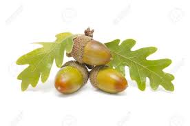 30,937 matches including pictures of tree and autumn. Three Acorns With Oak Leaves On White Background Stock Photo Picture And Royalty Free Image Image 10976168