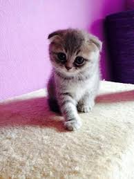 Katzen Super Susse Bkh Und Scottish Fold Babys Susse Baby Tiere Susse Tiere Baby Katzen