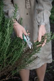 Image result for rosemary pruning