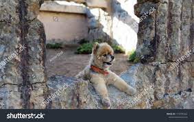 Stock Photo and Image Portfolio by Annie Chui | Shutterstock