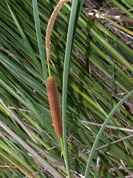 Image result for Typhaceae