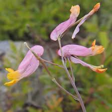 Image result for Corydalis