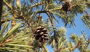 Pine trees are divided into three subcategories in terms of growth: 4 Parts Of Pine Trees That Benefit Your Health Hobby Farms