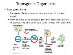 Transgenic organism's outstanding troubleshooters can. The Basis For Transgenic Organisms Transformation The Incorporation Of A Piece Of Naked Dna Not Attached To Cells From One Organism Into The Dna Of Ppt Download