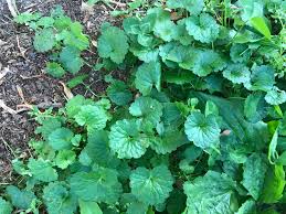 This answers first letter of which starts with t and can be found at the end of s. In The Garden Dealing With Creeping Charlie