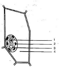 We did not find results for: Given Below Is The Diagram Of A Cell A Seen Under The Microscope After Having Been Placed In A Solution I What Is The Technical Term Used For The State Condition Of The Cell