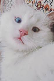 ingiliz basini nin yeni gozdesi yerli kedimiz alos kedi hayvan iman
