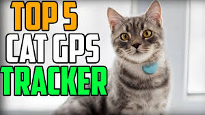 Once connected, it can pick up your cat's signal from up to 3 miles away. Gps Pet Tracket Top 5 Best Cat Gps Tracker 2020 Youtube