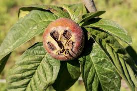 We did not find results for: How To Prune Medlar Trees Suffolk Fruit And Trees The Fruit Tree Specialists