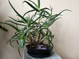 Image result for Aloe rulkensii