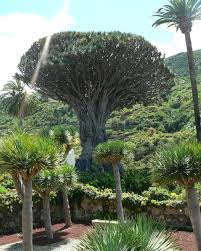Der Tausendjahrige Drachenbaum Icod De Los Vinos Ein Naturwunder Besonderer Art Ein Riesiger Baum Ca 17 M Hoch Un In 2020 Naturwunder Drachenbaum Teneriffa