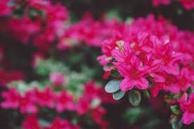 Jun 13, 2021 · zinnias are one of my favorite flowers to grow. Native And Non Indigenous Flowers Of Western North Carolina
