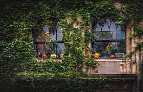 Wie schon oben erwähnt, ist das permanente schneiden die vordringlichste maßnahme: Vorteile Nachteile Efeu Oder Wilder Wein An Der Fassade