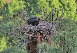 Iucn red list status critically endangered. Conservationists Elated With Thriving Population Of Critically Endangered White Rumped Vulture
