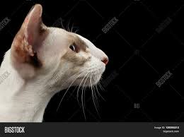 Oriental shorthairs are very lively, elegant and colorful cats in every sense. Closeup White Oriental Image Photo Free Trial Bigstock