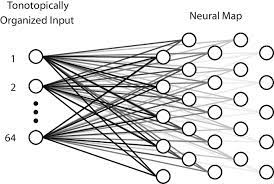 The Self Organizing Neural Network Connection Weights Between The Download Scientific Diagram