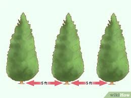 Yet another very interesting, unusual variety of leyland cypress. How To Plant Leyland Cypress With Pictures Wikihow