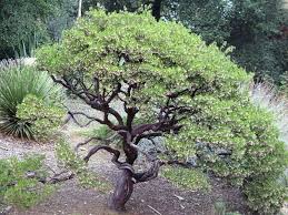 Manzanita is a favorite of pollinators, attracting hummingbirds, butterflies, moths and bees with its spring blooms. Manzanita Dave S Garden