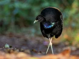 Image result for Cyphia brummittii