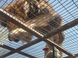 Find the reviews and ratings to know better. Zoologico De Rancagua Parque Safari