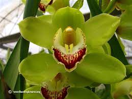 Green Orchid Green Cymbidium Orchid Picture Photo 1071 Image Size 800 X 600 Cymbidium Orchids Orchids Green Orchid