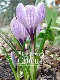 Check spelling or type a new query. All About Spring Crocus The Flower Of February An Oregon Cottage Crocus Plants Crocus Crocus Bulbs
