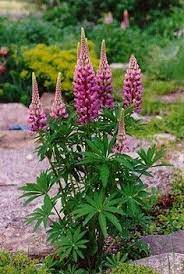 Lupine Perennials Deer Resistant Plants Flowers Perennials