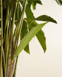 Image result for Caryota