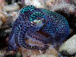 Short Tail Squid From Wakatobi Facebook Page Ocean Animals Water Animals Ocean Creatures