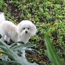 Heavily matted dogs take additional time and care and the price will be reflected. Puppy Love Pet Grooming 28 Reviews Pet Groomers 191 N El Camino Real Encinitas Ca Phone Number