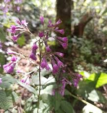 Image result for Senecio luembensis