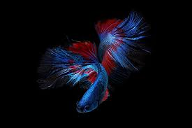 Unduh gambar background hd, latar belakang dengan berbagai warna, & background vector untuk semua kebutuhan proyekmu. Wallpaper Ikan Hitam Dan Merah Hd Unduh Gratis Wallpaperbetter
