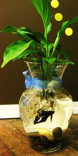 Fighting Fish Bowls With Peace Lily Or Lucky Bamboo Plants Trendy Plants Peace Lily