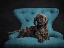 The great dane, also known as the german mastiff or deutsche dogge, is a breed of dog from germany. Artful Paws Ellenni Great Dane Puppies Va Dog Photographer 5