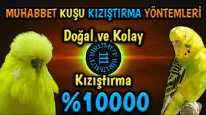 Muhabbet Kusu Kizistirma Ciftlestirme Yontemleri Youtube