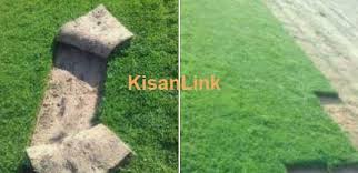 Maybe you would like to learn more about one of these? Beautiful Korean Grass For Sale Kisanlink