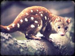 Which Of These Bizarre Creatures Is Your True Patronus Australian Mammals Quoll Endangered Animals