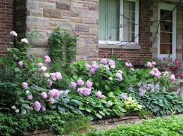 Hydrangeas And Hostas Hydrangea Forum Gardenweb Hydrangea Landscaping Front Garden Landscape Hydrangea Garden