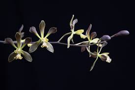 Image result for Zeuxine elongata