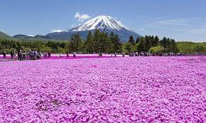 Shibazakura A Pink Carpet Produced By Nature Japan Monthly Web Magazine
