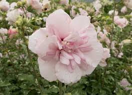 Price and other details may vary based on size and color. All About Rose Of Sharon Behnke Nurseries Gardening Blog
