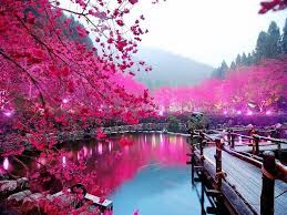 Desktop bunga sakura, sakura, ungu, cabang, wallpaper komputer png. Gambar Bunga Sakura Di Tepi Danau Cherry Blossom Japan Scenery Pictures Cherry Blossom