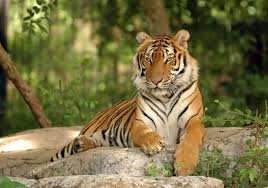 Der indochinesische tiger/ein indochinesischer tiger | die indochinesischen tiger. Vietnam Cargolux Fliegt Tiger In Die Heimat International Luftfrachtverkehr News Transport Die Zeitung Fur Den Guterverkehr Lkw Speditionen Fuhrpark Nutzfahrzeuge Verkehrspolitik Wirtschaft