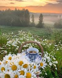 Most recent · health benefits of chamomile tea. Chamomile Tea Explore Tumblr Posts And Blogs Tumgir