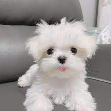 Yorkie Puppies For Adoption Near Me Home Facebook