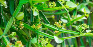 Image result for Schizozygia coffaeoides