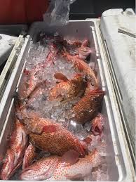 Fresh fish, conch, and lobsters at Gustave Quetel